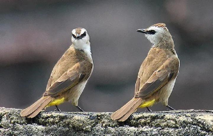 Daftar Burung Gacor Terjamin: Tips Perawatan dan Perawatannya